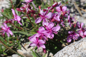 Epilobium Fleischeri - Garofanino di Fleischer