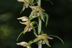 Epipactis helleborine - Elleborina comune