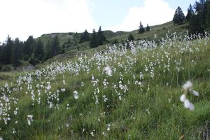 Eriophorum scheuchzeri - Pennacchi di Scheuchzer