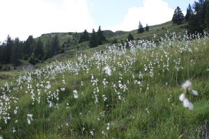 Eriophorum Scheuchzeri - Pennacchi di Scheuchzer