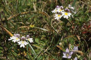 Euphrasia montana
