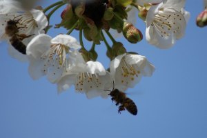 Fiori di ciliegio con ape