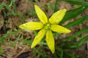 Gagea fragifera