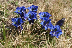 Gentiana acaulis