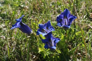 Gentiana acaulis