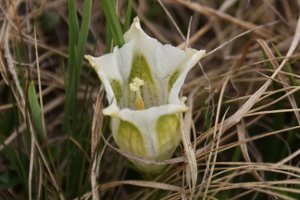 Gentiana acaulis albina