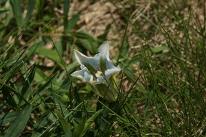 Gentiana acaulis albina