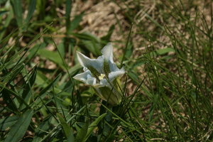 Gentiana Acaulis Albina