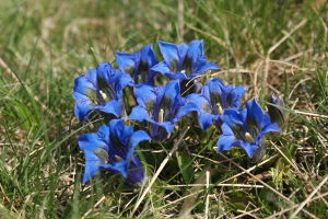 Gentiana acaulis