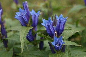 Gentiana asclepiadea