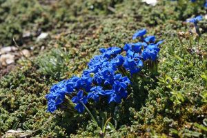 Gentiana brachyphylla