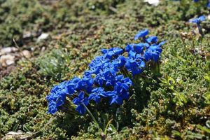 Gentiana Brachyphylla