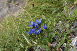 Gentiana ciliata