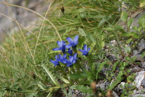 Gentiana Ciliata