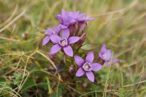 Gentiana insubrica - Genziana insubrica