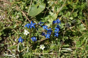 Gentiana nivalis