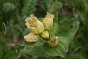Gentiana punctata - Genziana punteggiata