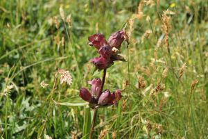 Gentiana purpurea
