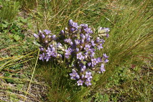 Gentiana ramosa