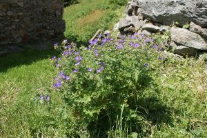 Geranium sylvaticum - Geranio silvano