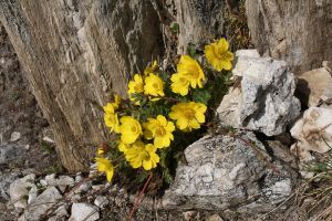 Geum reptans - Cariofillata delle pietraie