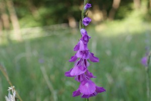 Gladiolus imbricatus