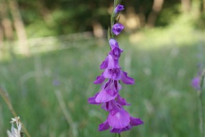 Gladiolus Imbricatus