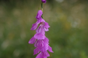 Gladiolus imbricatus