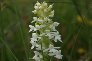 Gymnadenia conopsea - Manina rosea - Albina