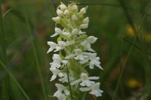 Gymnadenia Conopsea - Manina Rosea - Albina