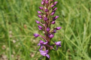 Gymnadenia conopsea - Manina rosea