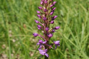 Gymnadenia Conopsea - Manina Rosea