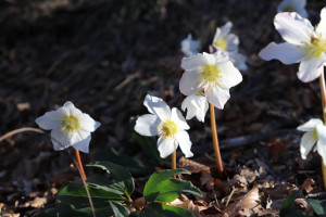 Helleborus niger - Rose di Natale
