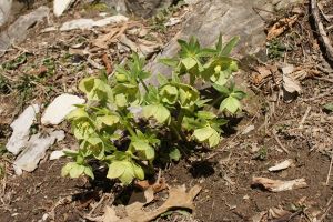 Helleborus viridis - Elleboro verde