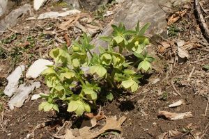 Helleborus Viridis - Elleboro Verde