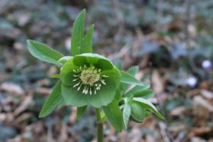 Helleborus viridis - Elleboro verde