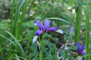 Iris graminea