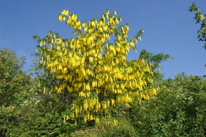 Laburnum alpinum - Maggiociondolo alpino