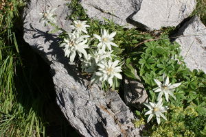 Leontopodium Alpinum - Edelweiss