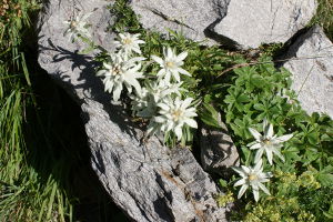 Leontopodium alpinum - Edelweiss