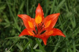 Lilium bulbiferum - Giglio rosso