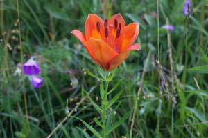 Lilium bulbiferum - Giglio rosso