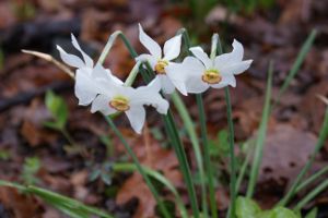 Narcissus poeticus - Narciso selvatico