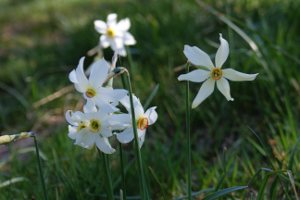 Narcissus poeticus - Narciso selvatico