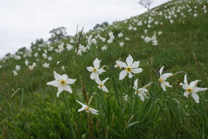 Narcissus poeticus - Narciso selvatico