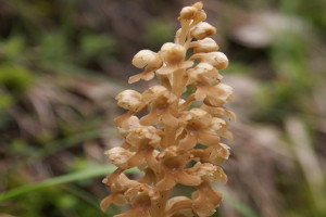 Neottia nidus-avis - Orchidea nido d'uccello