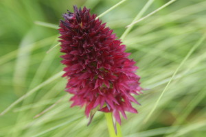 Nigritella nigra