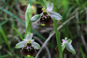 Ophrys holosericea