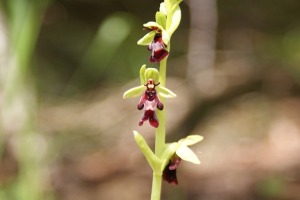 Ophrys insectifera - Ofride insettifera