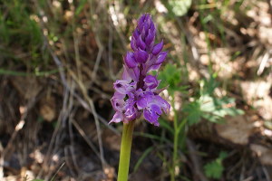 Orchis mascula